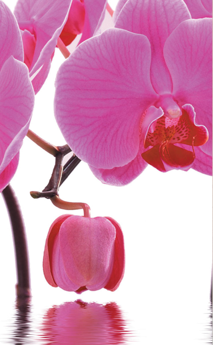 2er Set Schiebegardine Flächenvorhang Wildseide Optik und Voile Paneel 80400 Schiebegardine 80400orchidee_pink_0d02d791-6e6d-42ce-bdcb-07d0e23bd819 | girdainenbox.com
