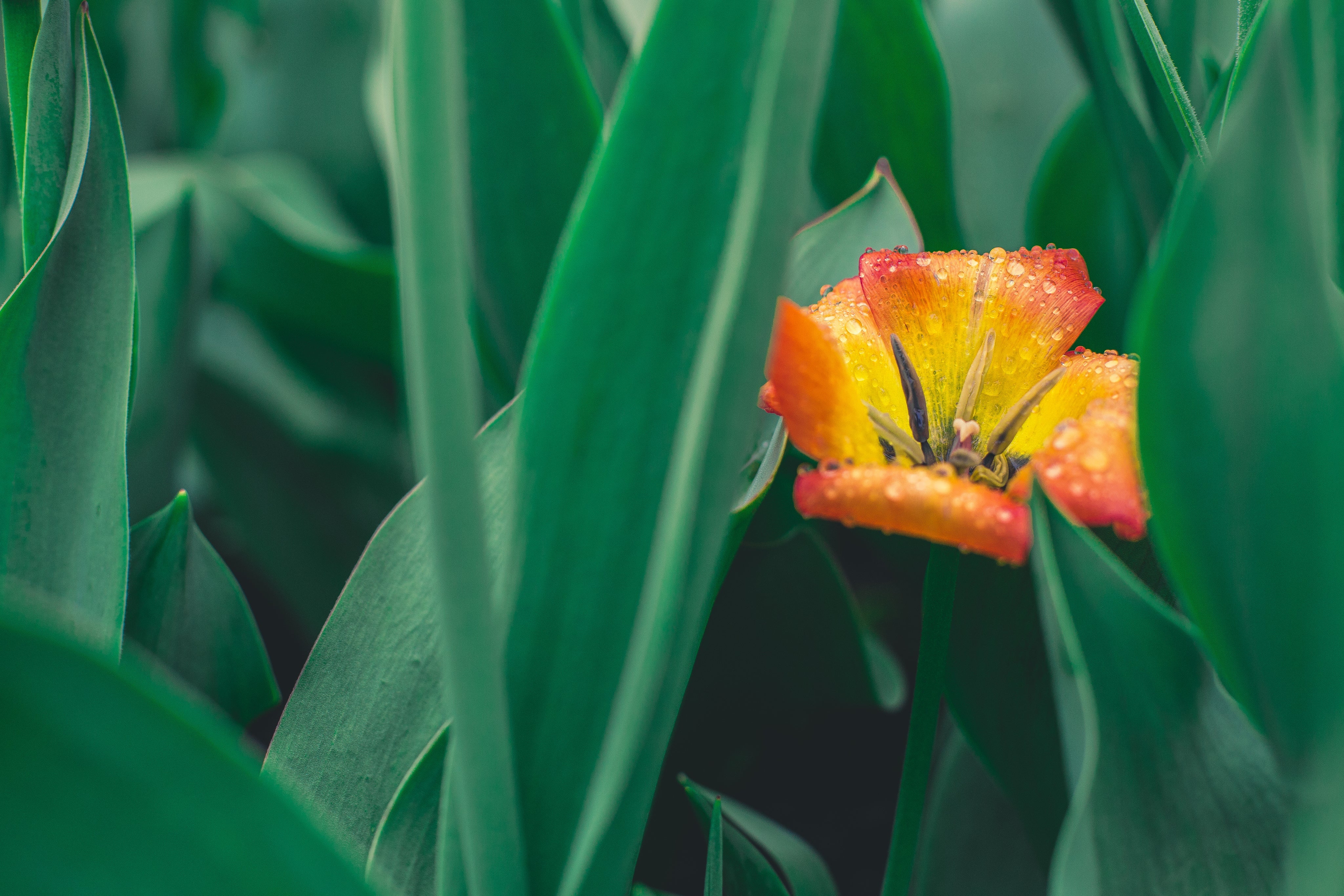 FRÜHLING