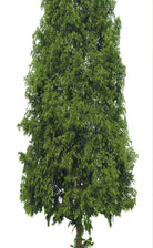 2er Set Schiebegardine Flächenvorhang Wildseide Optik und Voile Paneel 80400 Schiebegardine 80400baum_413f7145-7bb0-4a0a-97cb-88c172a347ed | girdainenbox.com