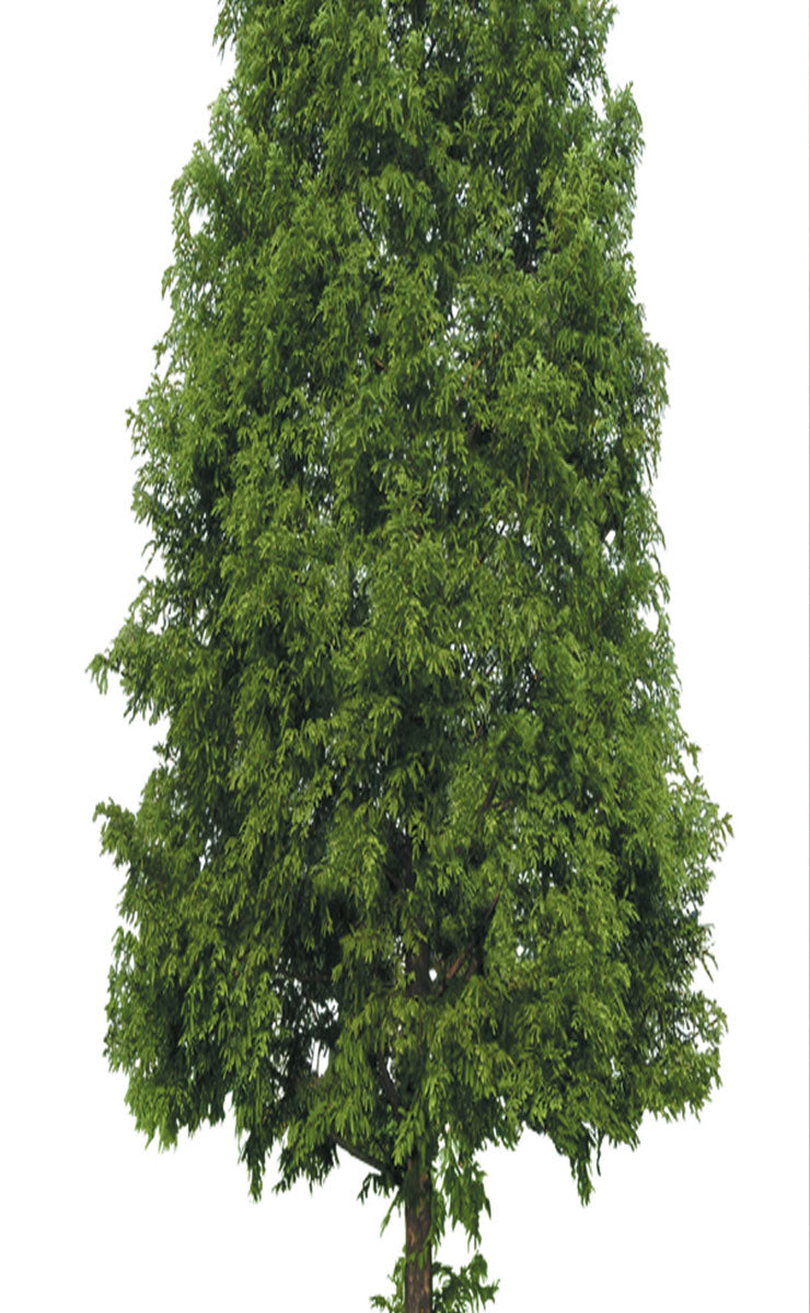 2er Set Schiebegardine Flächenvorhang Wildseide Optik und Voile Paneel 80400 Schiebegardine 80400baum_413f7145-7bb0-4a0a-97cb-88c172a347ed | girdainenbox.com