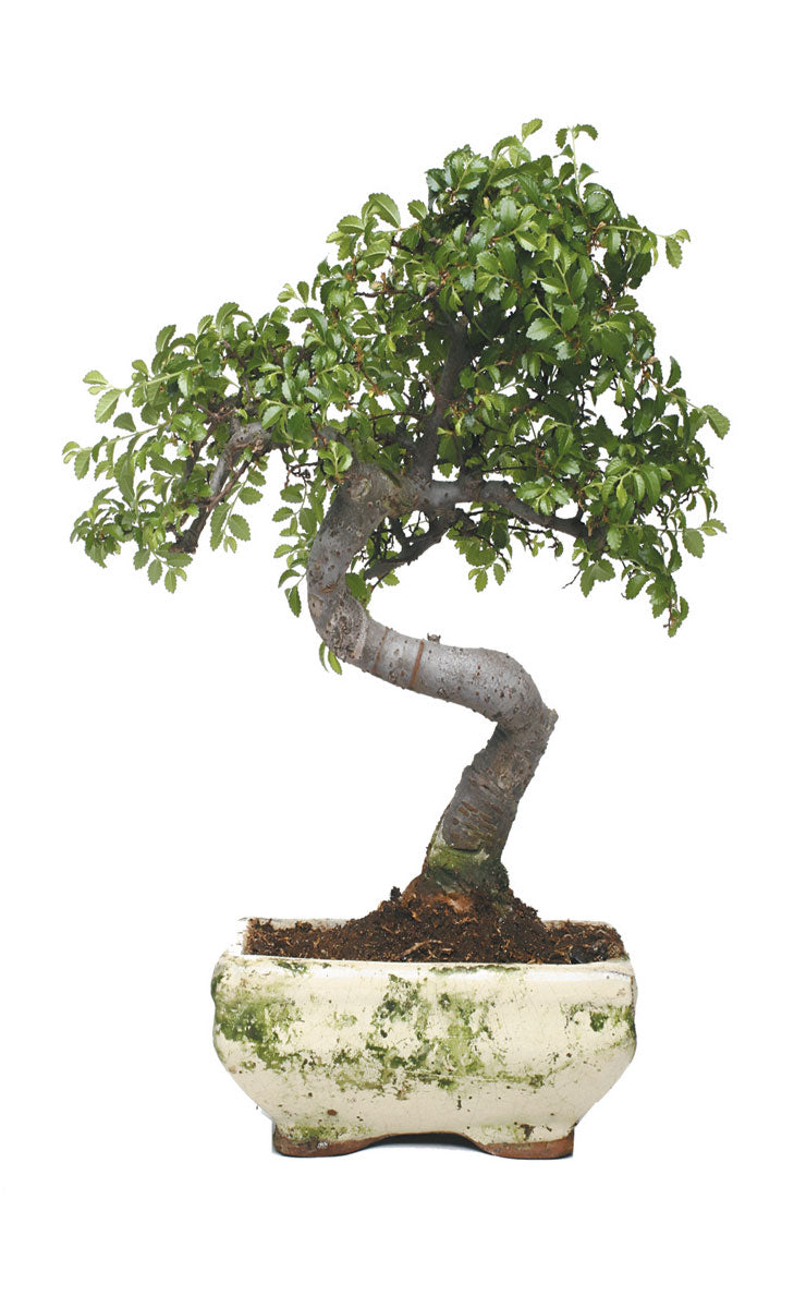 2er Set Schiebegardine Flächenvorhang Wildseide Optik und Voile Paneel 80400 Schiebegardine 80400bonsai_2fe620c1-5971-4301-a512-3a6e94ff009e | girdainenbox.com